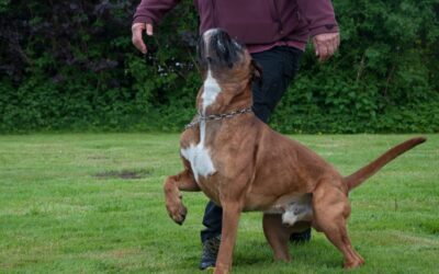 Cardhu besteht die FCI-IGP3 in Kalletal